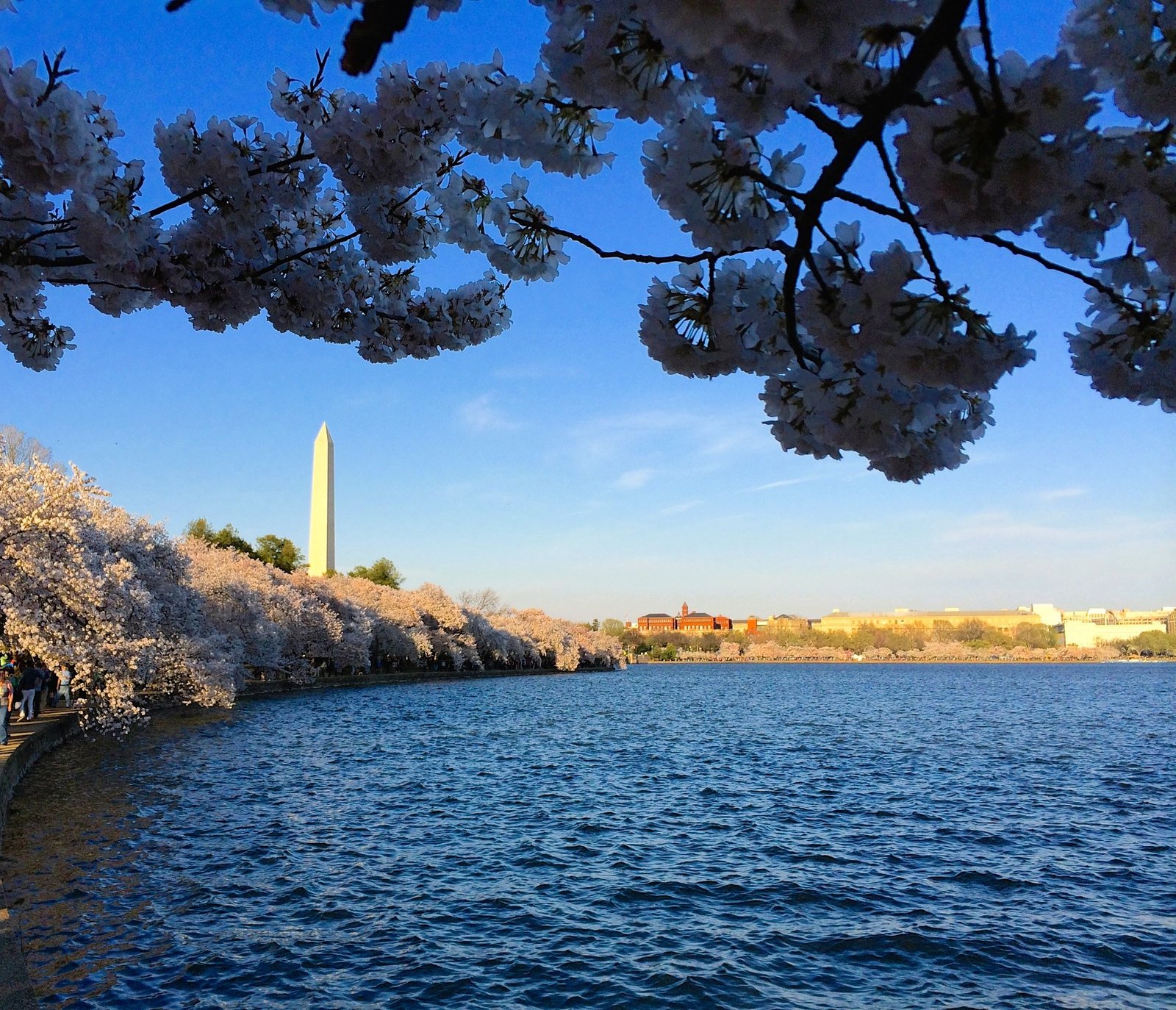 Washington DC cherry blossoms at the Tidal Basin with Washington Monument